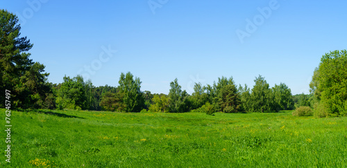 Fototapeta Naklejka Na Ścianę i Meble -  Landscape with trees and sky. Large forest clearing in summer surrounded by mixed forest	

