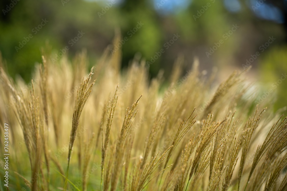 long native grasses on a regenerative agricultural farm. pasture in a grassland in the bush in australia in spring in australia long native grasses on a regenerative agricultural farm. pasture in a grassland in the bush in australia in spring in australia
