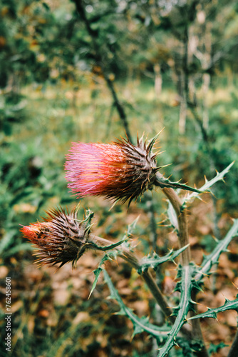Flores amapolas silvestres del Cerro bosque en senderismo en Queretaro México