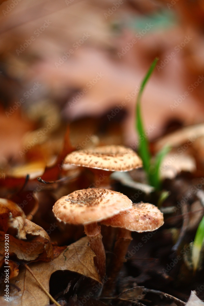 mushroom in the forest mushroom in the forest