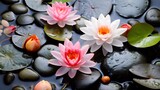 Pink and white water lilies around the leaves of the stone. Flowering flowers, a symbol of spring, new life.