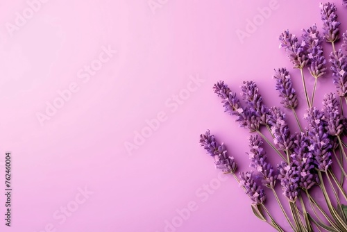 Pink background with right Flowers, Lavender, banner with space for your own content. Flowering flowers, a symbol of spring, new life.