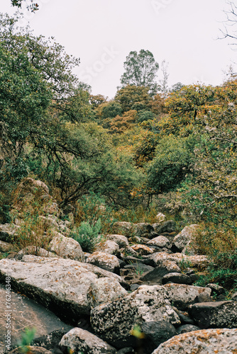 Paisaje del Cerro bosque en senderismo en Queretaro México