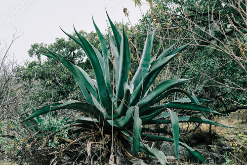 Agave del Cerro bosque en senderismo en Queretaro México