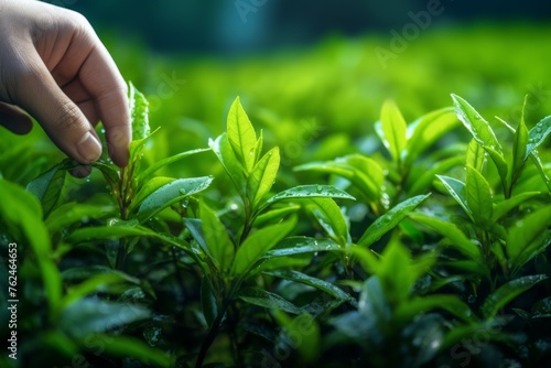 harvesting green tea in the field, hands close-up Generative AI