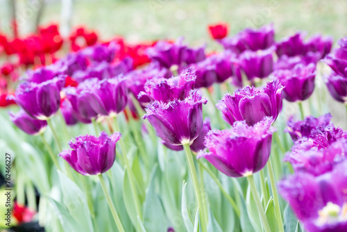 Beautiful blooming tulips. © Reallyice