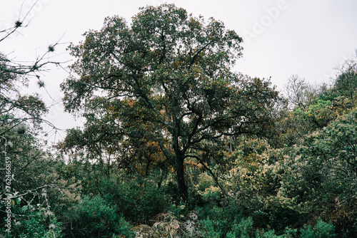 Paisaje del Cerro bosque en senderismo en Queretaro México