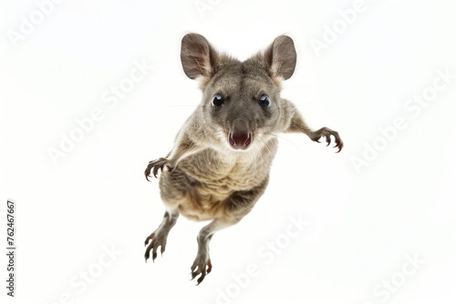 small australian marsupial up in the air