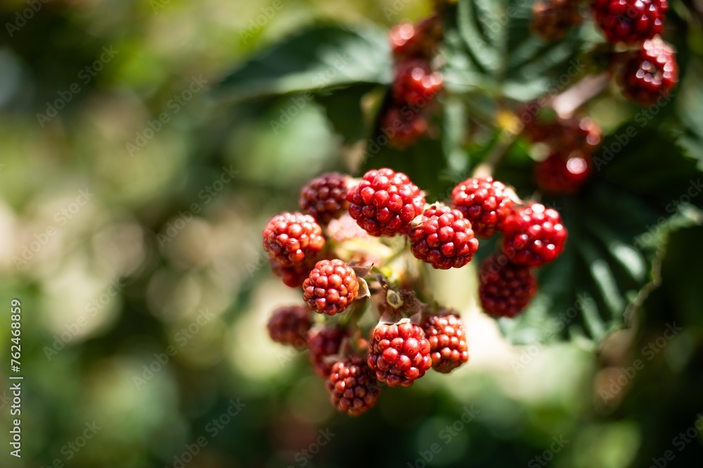 Foraging blackberries in the wild in tasmania australia. Harvesting berries, picking blackberries in summer in australia, wild berries Foraging blackberries in the wild in tasmania australia. Harvesting berries, picking blackberries in summer in australia, wild berries