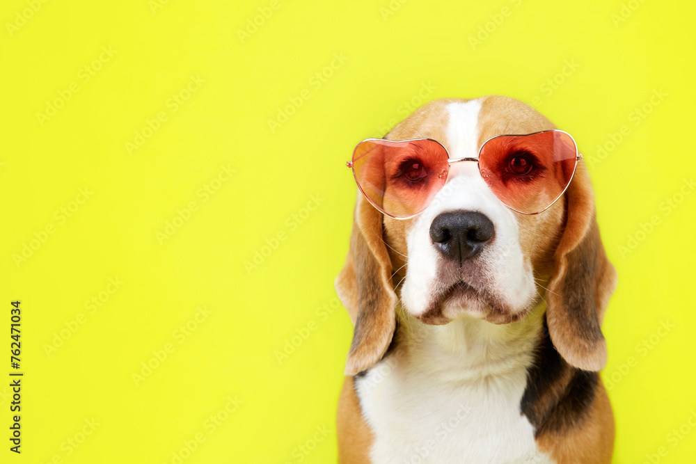 A beagle dog wearing sunglasses on a yellow isolated background. Advertising sunglasses, summer holidays. Copy space.