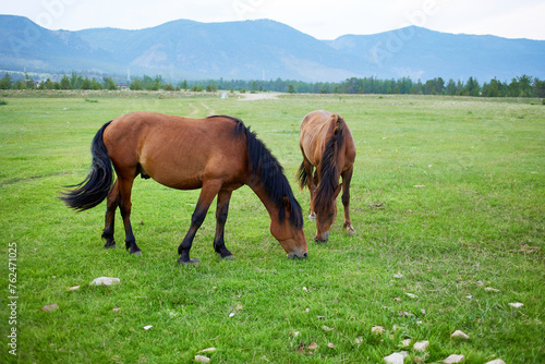 Fototapeta Naklejka Na Ścianę i Meble -  Horses graze in a meadow with a beautiful view of the mountains. 