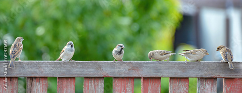 Sparrows are sitting on a wooden fence, close-up.