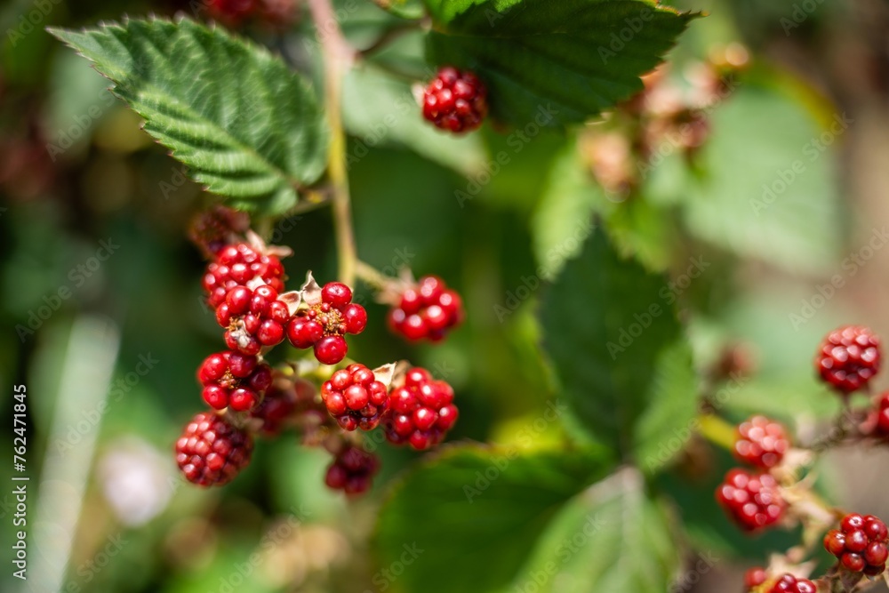 Foraging blackberries in the wild in tasmania australia. Harvesting berries, picking blackberries in summer in australia, wild berries Foraging blackberries in the wild in tasmania australia. Harvesting berries, picking blackberries in summer in australia, wild berries