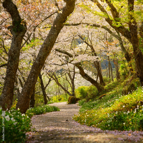 벚꽃 흩날리는 숲 속 © 선윤 김