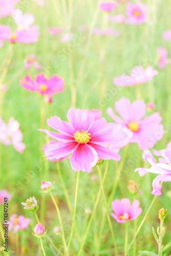 Pink cosmos flowers full blooming in summer garden,Field of cosmos flower on blue sky background,Selective focus.