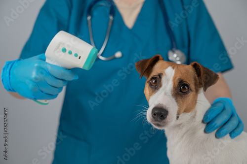 A veterinarian measures the temperature of a Jack Russell Terrier dog with a non-contact electronic thermometer. © Михаил Решетников