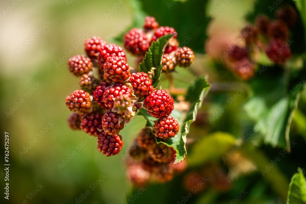 Foraging blackberries in the wild in tasmania australia. Harvesting berries, picking blackberries in summer in australia, wild berries Foraging blackberries in the wild in tasmania australia. Harvesting berries, picking blackberries in summer in australia, wild berries