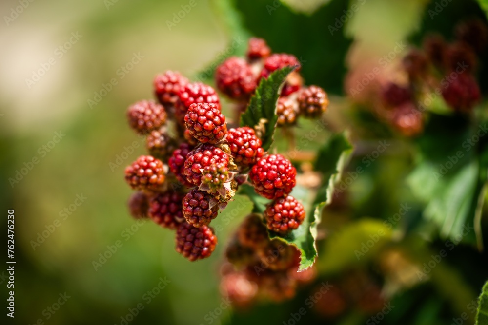 Foraging blackberries in the wild in tasmania australia. Harvesting berries, picking blackberries in summer in australia, wild berries Foraging blackberries in the wild in tasmania australia. Harvesting berries, picking blackberries in summer in australia, wild berries