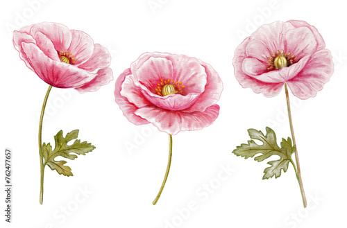 Poppies pink red set isolated on white background. Watercolor hand drawn
