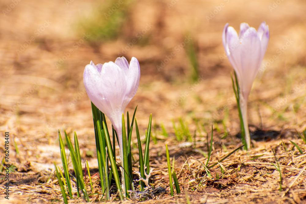 Wild crocus in bloom on meadow in spring Wild crocus in bloom on meadow in spring