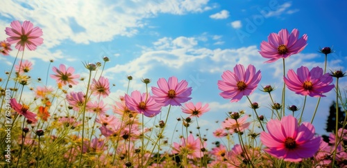 Beautiful cosmos flowers on blue sky and white clouds background. © Tikka MS