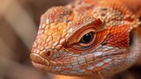 An up-close image of a red iguana, showcasing the rich textures and colors of its scales with sharp clarity.