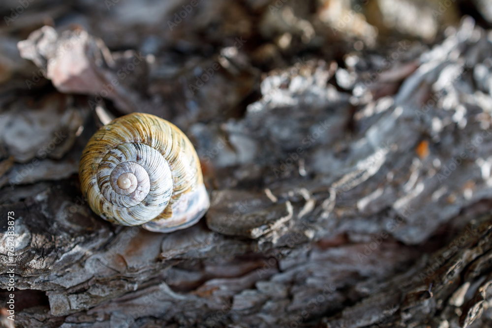 A small shell is sitting on a log A small shell is sitting on a log