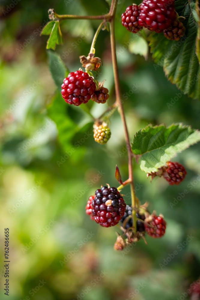 Foraging blackberries in the wild in tasmania australia. Harvesting berries, picking blackberries in summer in australia, wild berries in a garden Foraging blackberries in the wild in tasmania australia. Harvesting berries, picking blackberries in summer in australia, wild berries in a garden