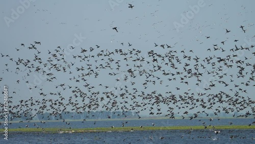 Garganey  Spatula querquedula Common Winter Visitor Seasonal migration to escape cold weather natural swamp at Bung Boraphet.  photo