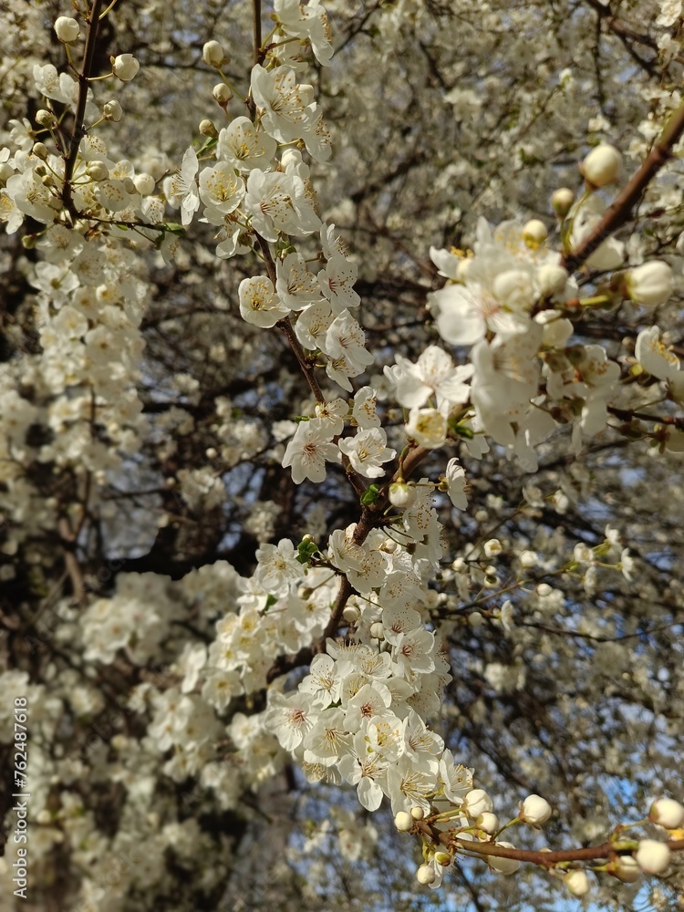 White flowers on a cherry blossom, a tree similar to sakura and an apple tree, a yellow shade White flowers on a cherry blossom, a tree similar to sakura and an apple tree, a yellow shade