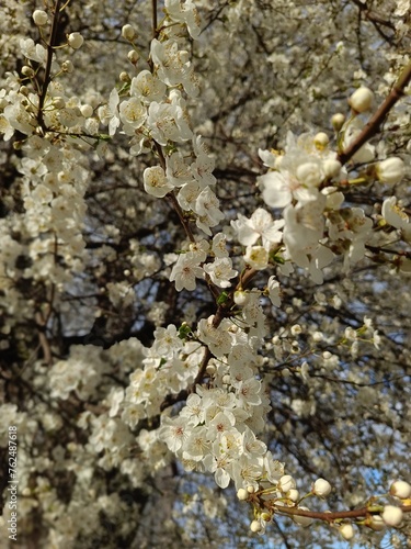White flowers on a cherry blossom  a tree similar to sakura and an apple tree  a yellow shade 