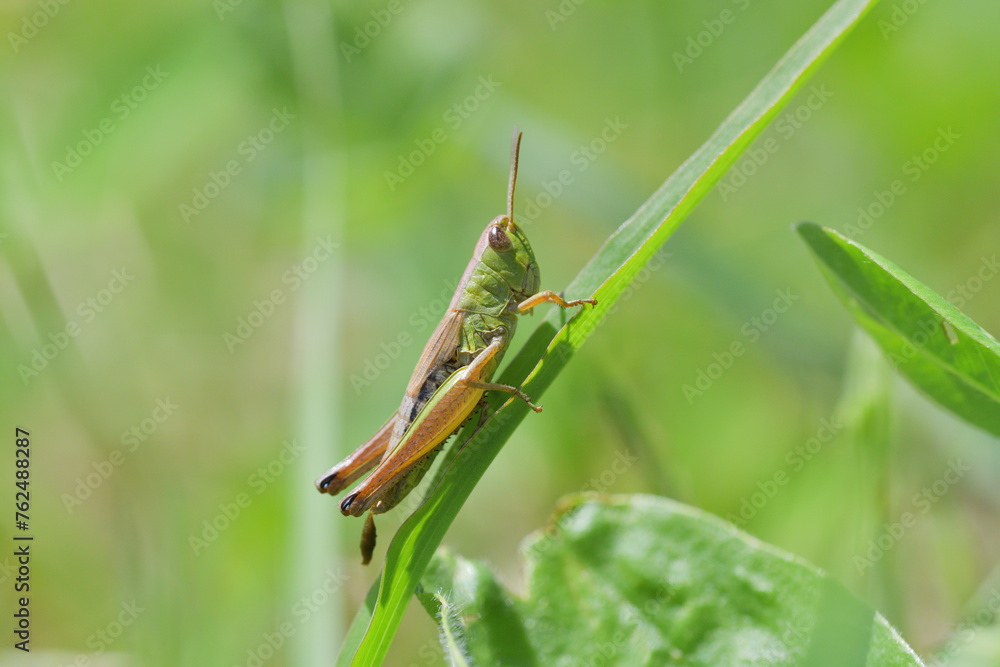 Camouflage of green meadow grasshoppers in the grass