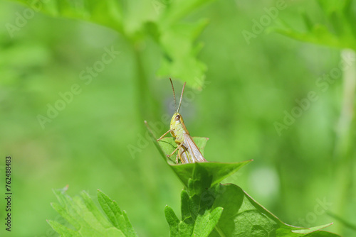 Obraz na płótnie Camouflage of green meadow grasshoppers in the grass w salonie