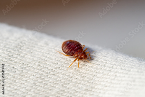 Photos Macro punaise de lit