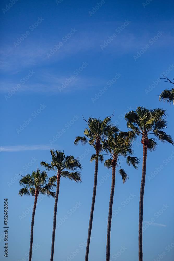 Southern California Beach Abstract Palm Tree with blue sky