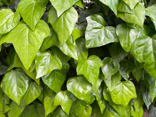 Ivy texture. A wall of fresh green leaves as a botanical background. Hedera canariensis, Algerian ivy closeup. Bright shades of young spring foliage. Climbing ornamental plant, creeping ground cover.
