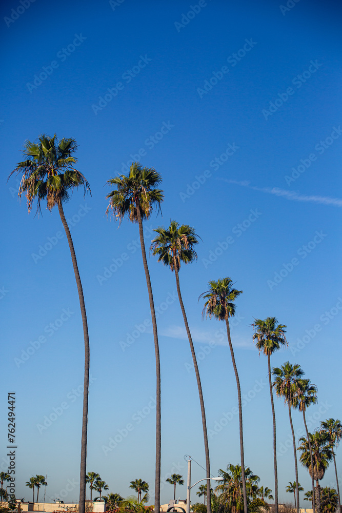 Obraz premium Southern California Beach Abstract Palm Tree with blue sky
