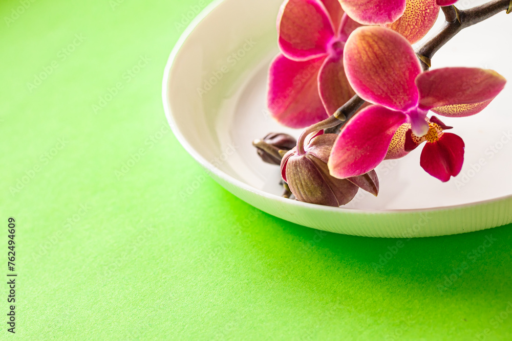 Pink blooming orchid flowers on white plate on bright green background. Elegant summer table décor, product display or design key visual layout. Mock up, close up Pink blooming orchid flowers on white plate on bright green background. Elegant summer table décor, product display or design key visual layout. Mock up, close up