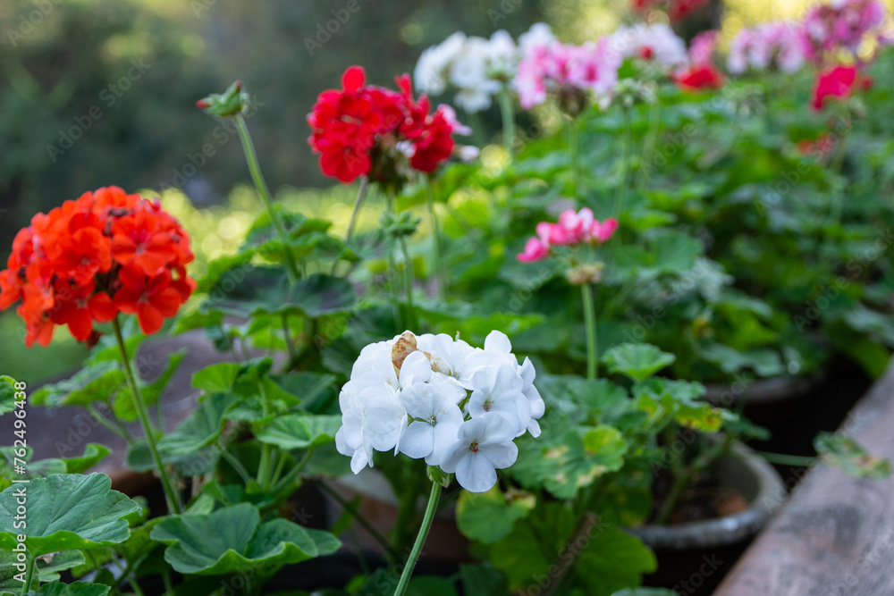 Obraz premium white flowers in the garden.