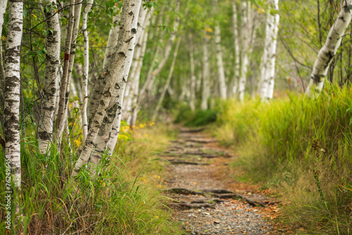 Fototapeta Naklejka Na Ścianę i Meble -  Birch Forest And Trail