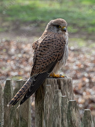 faucon crécerelle