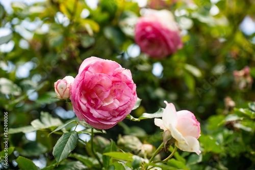 roses arch in a garden with a mother and child walking through it