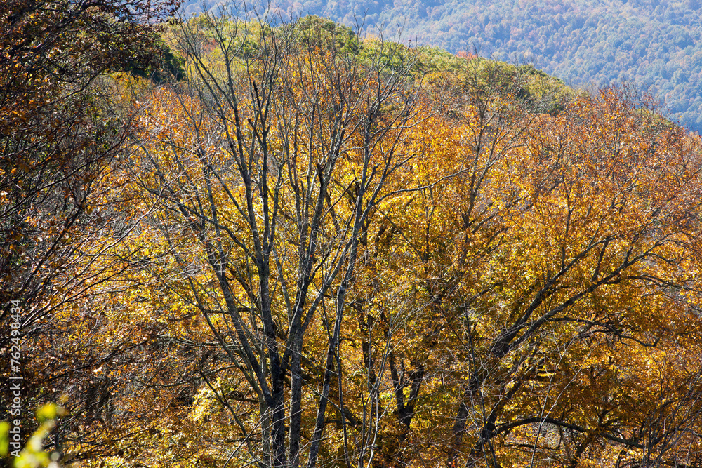 Fototapeta premium Colorful Autumn Leaves