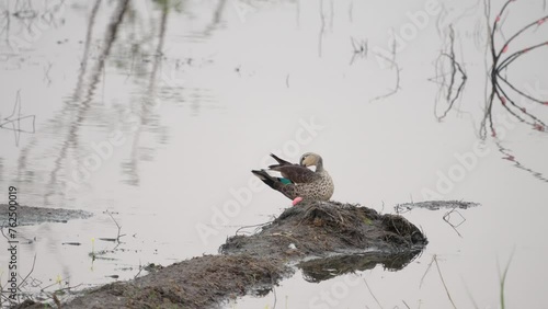 Burmese Spot-billed Duck (Anas poecilorhyncha haringtoni) relax in calm waters. photo