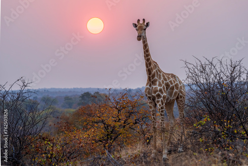 South African giraffe or Cape giraffe (Giraffa giraffa) or (Giraffa camelopardalis giraffa) at sunset. Mashatu Game Reserve. Northern Tuli Game Reserve.  Botswana.