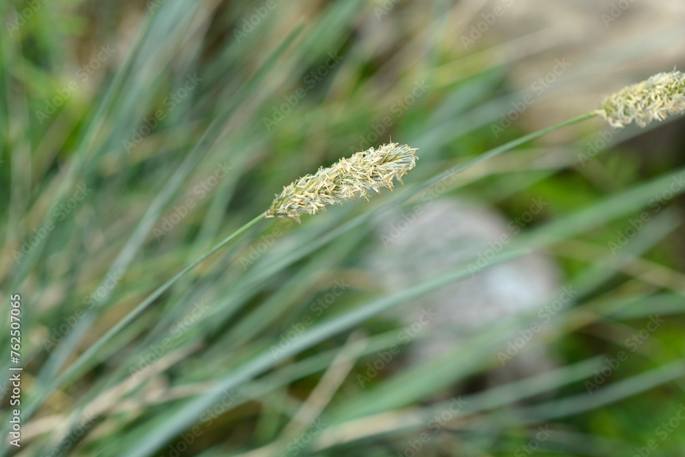 Balkan moor grass 