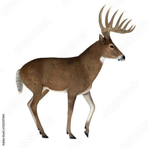 Prime Whitetail Buck - The herbivorous White-tailed deer lives in North and South America and is an abundant species.