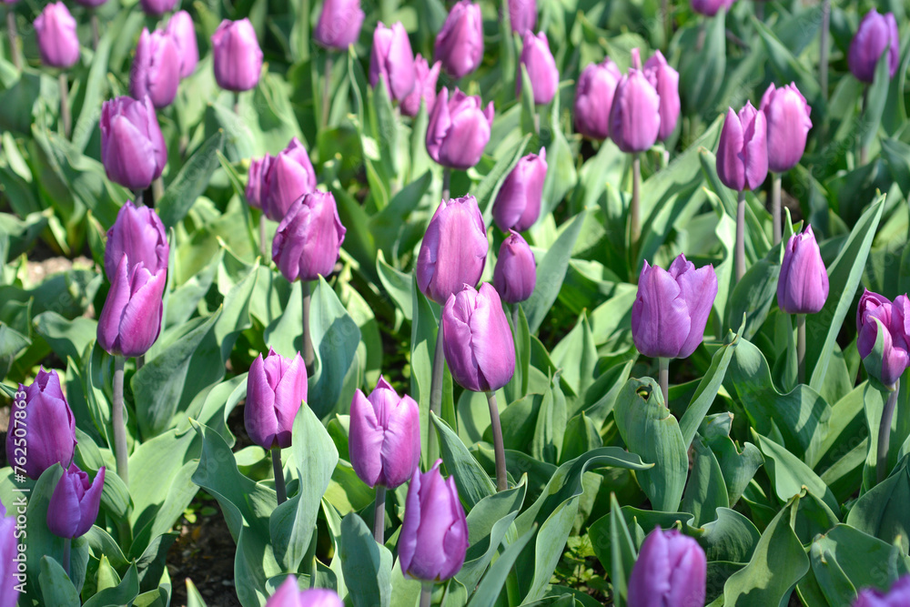 Obraz premium Tulip Purple Flag flowers