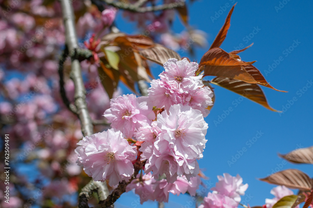 Beautiful pink sakura cherry blossom. Close up. Pink flowers of cherry tree. Beautiful pink sakura cherry blossom. Close up. Pink flowers of cherry tree.
