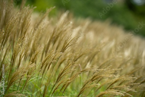 long native grasses on a regenerative agricultural farm. pasture in a grassland in the bush in australia in spring in australia